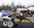 Cheval attelé au Grand Prix d'Amérique