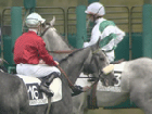 Deux jockeys avec leurs chevaux de course avant le départ